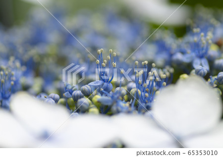 Hydrangea hydrangea hydrangea Hydrangea hydrangea hydrangea 65353010