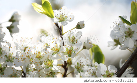 Plum flowers Plum flowers 65353135
