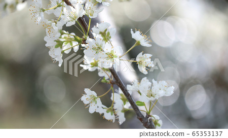  Plum flowers 65353137