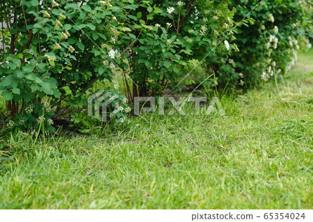 Freshly cut spring lawn and flowering bushes Spiraea, spring abstract background photo 65354024