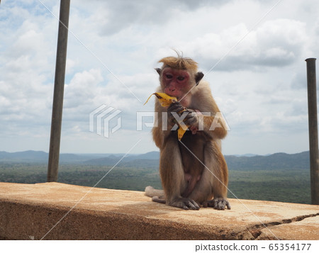 錫吉里亞岩親子猴 65354177
