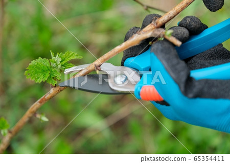 Closeup of hands doing spring pruning of raspberry bushes, gardener in gloves with garden pruner. 65354411