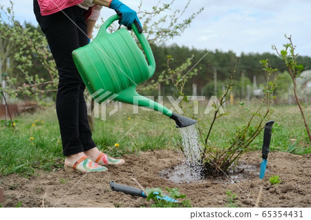 Spring work in garden, female gardener watering rose bush, soil under bush is loosened with garden tools and fertilized with mineral fertilizers. 65354431