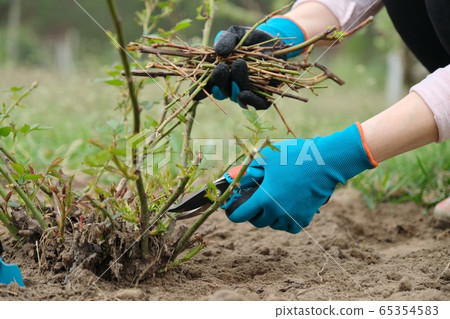 Closeup of gardeners hand in protective gloves with garden pruner making spring pruning of rose bush. 65354583