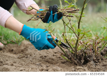 Closeup of gardeners hand in protective gloves with garden pruner making spring pruning of rose bush. 65354584