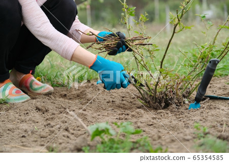 Closeup of gardeners hand in protective gloves with garden pruner making spring pruning of rose bush. Closeup of gardeners hand in protective gloves with garden pruner making spring pruning of rose bush. 65354585