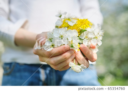 Symbols of spring white flowers of cherry and yellow dandelions in hands of girl, close-up top view 65354760