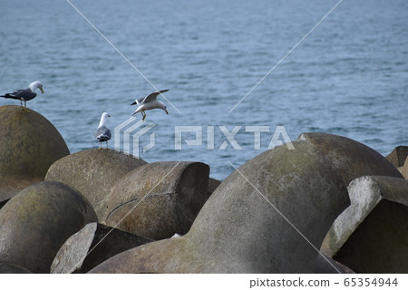 3 seagulls 65354944