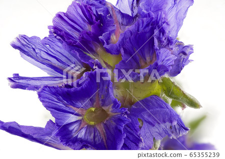 Extreme Macro Of A Statice Flower 65355239