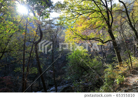 Beautiful autumn forest Beautiful autumn forest 65355810