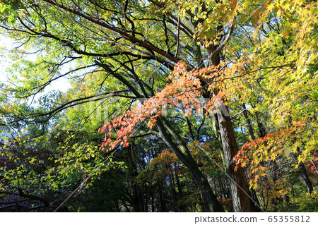 Beautiful autumn forest 65355812