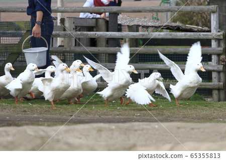 Mother Farm Spring Duck Great March 65355813