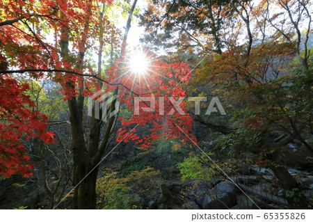 Beautiful autumn forest Beautiful autumn forest 65355826