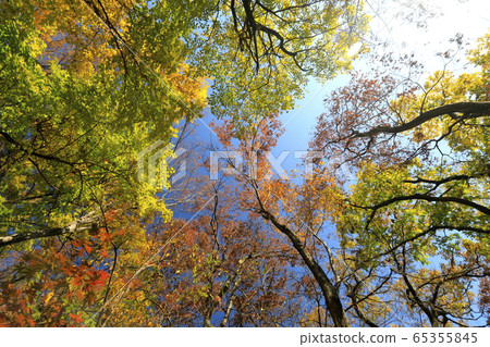 Beautiful autumn forest 65355845
