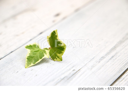 小英國的常春藤葉仿古桌上塗成白色 65356620