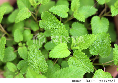 Potted lemon balm Potted lemon balm 65356621