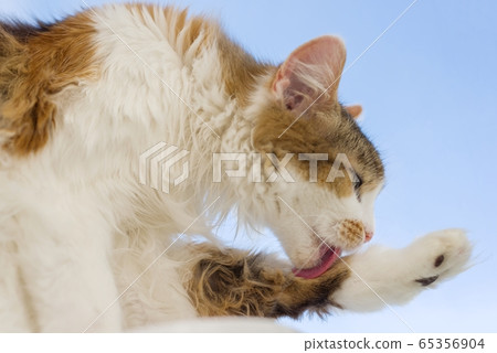 Tricolor cat tongue sticking out with foot lying on the windowsill, background blue sky. Tricolor cat tongue sticking out with foot lying on the windowsill, background blue sky. 65356904