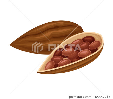 Cocoa Beans in Open Pod as Aromatic Chocolate Ingredient Vector Illustration Cocoa Beans in Open Pod as Aromatic Chocolate Ingredient Vector Illustration 65357713