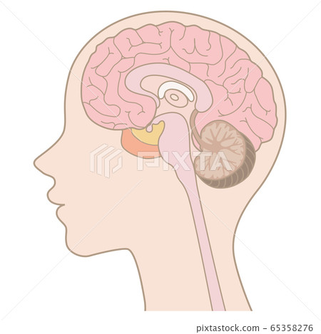 Human body_brain (without letters) 65358276