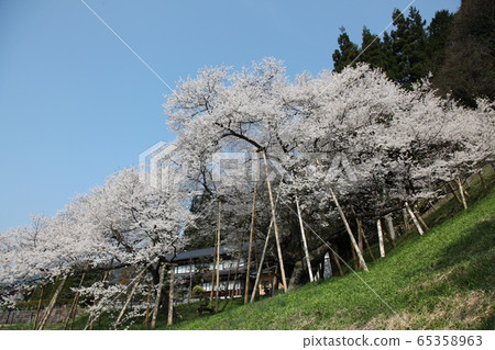 Horusuzakura 65358963