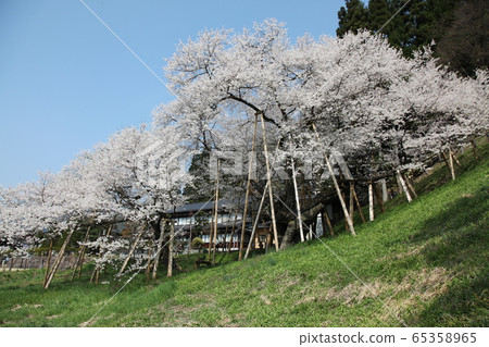 Horusuzakura Horusuzakura 65358965