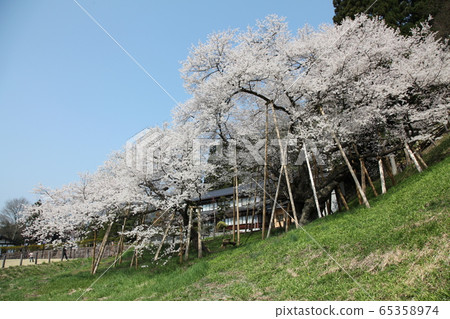 Horusuzakura Horusuzakura 65358974