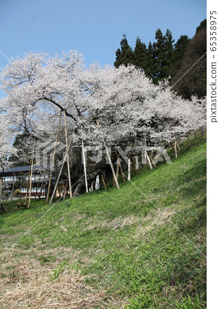 Horusuzakura 65358975