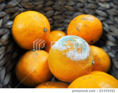 Moldy oranges Moldy oranges 65359392