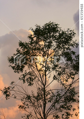 7 Sept 2008 sunset sun setting behind tree, at 7 Sept 2008 sunset sun setting behind tree, at 65359488