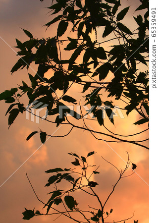 7 Sept 2008 sunset sun setting behind tree, at 7 Sept 2008 sunset sun setting behind tree, at 65359491