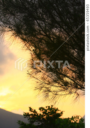 7 Sept 2008 sunset sun setting behind tree, at 7 Sept 2008 sunset sun setting behind tree, at 65359493