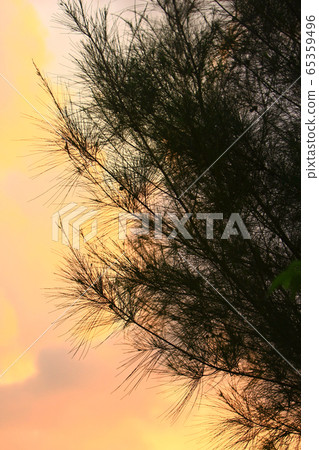 7 Sept 2008 sunset sun setting behind tree, at 7 Sept 2008 sunset sun setting behind tree, at 65359496