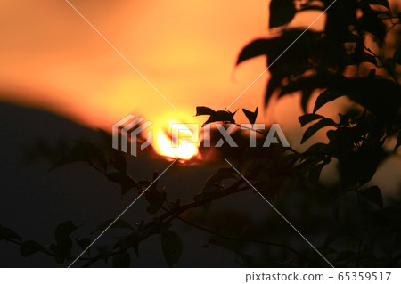 7 Sept 2008 sunset sun setting behind tree, at 7 Sept 2008 sunset sun setting behind tree, at 65359517