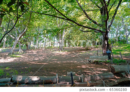 Fresh green, Shibayama Greenery, Funabashi City, Chiba Prefecture Fresh green, Shibayama Greenery, Funabashi City, Chiba Prefecture 65360280