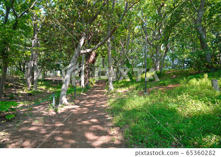 Fresh green, Shibayama Greenery, Funabashi City, Chiba Prefecture Fresh green, Shibayama Greenery, Funabashi City, Chiba Prefecture 65360282