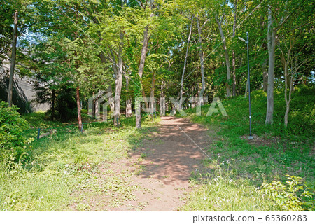 Fresh green, Shibayama Greenery, Funabashi City, Chiba Prefecture 65360283