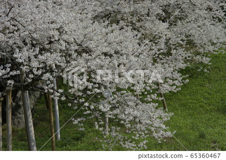 Garyusakura 65360467