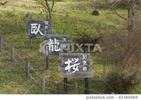 Garyusakura 65360469