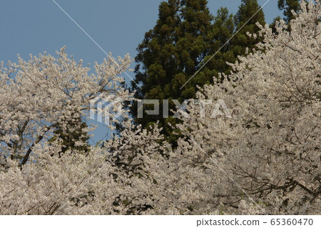 Garyusakura 65360470