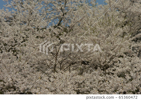 Garyusakura 65360472