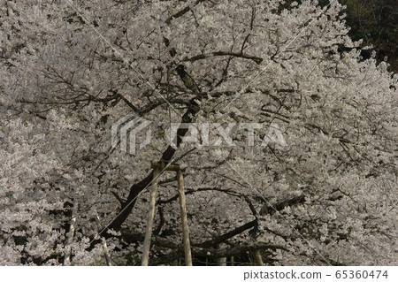 Horusuzakura 65360474