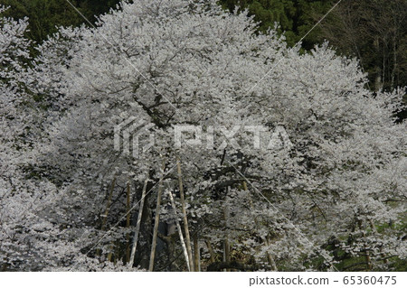 Garyusakura 65360475