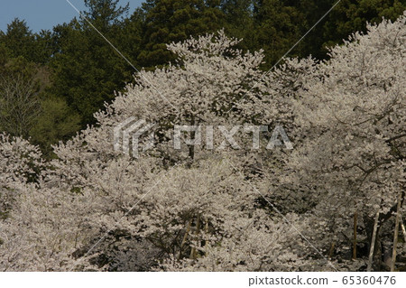 Garyusakura 65360476