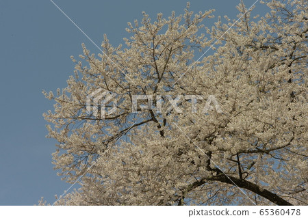 Horusuzakura Horusuzakura 65360478