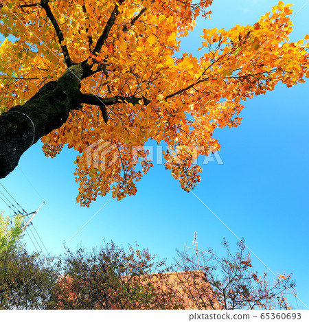 美麗的秋葉 美麗的秋葉 65360693