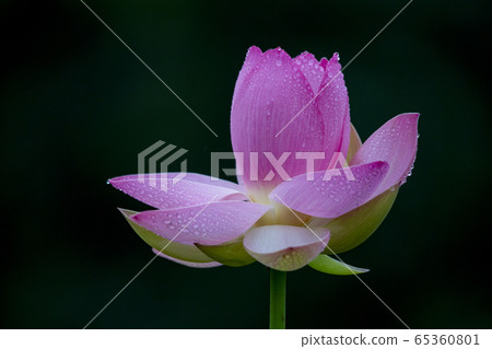 蓮花下雨 65360801
