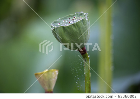 Rain on lotus Rain on lotus 65360802