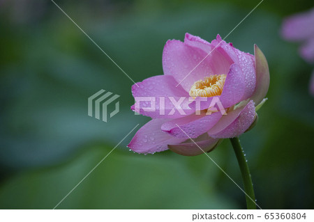 蓮花下雨 65360804