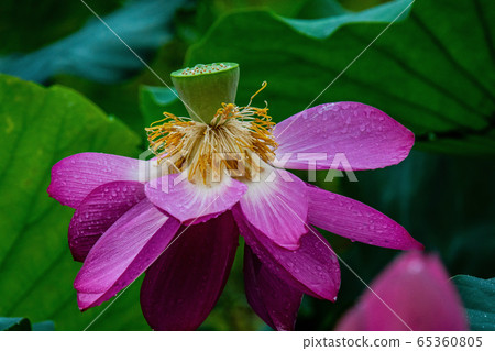 蓮花下雨 蓮花下雨 65360805