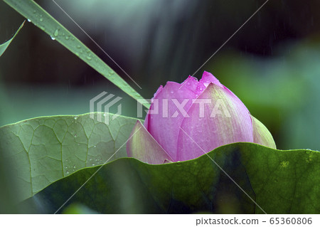 Rain on lotus 65360806